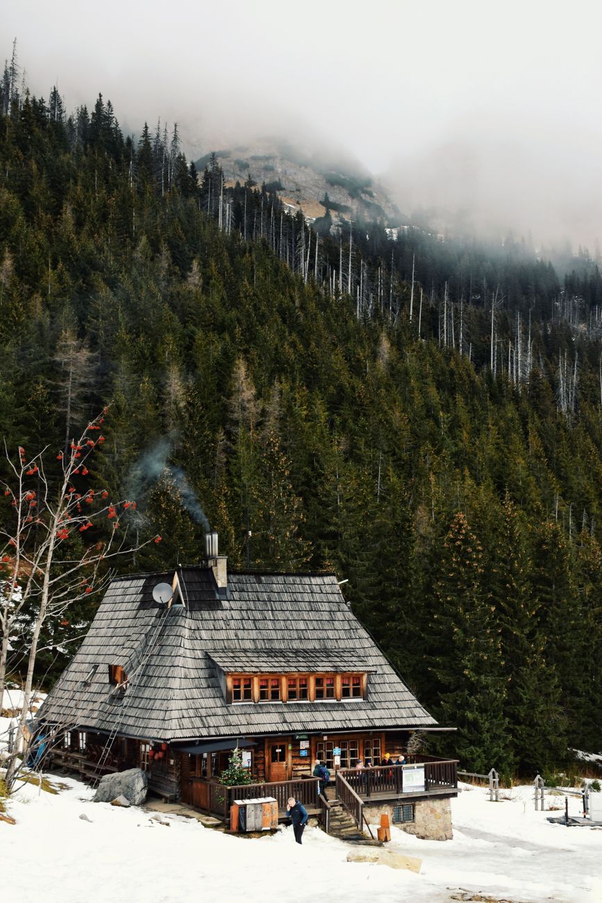 Traveler observing a misty forest from a modern wooden pavilion