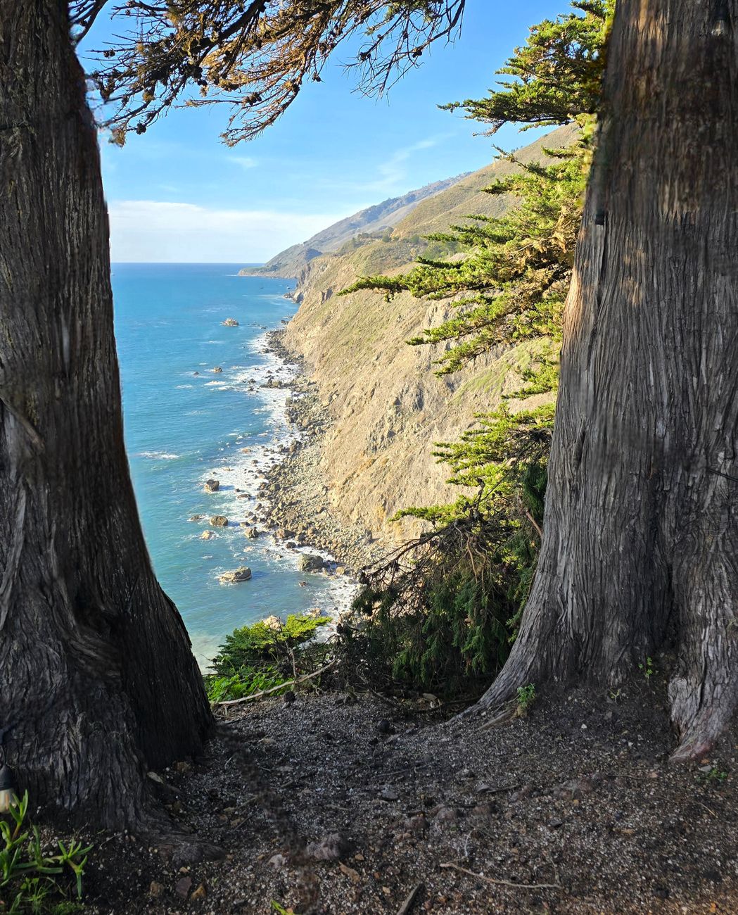 Dramatic rocky coastline with ocean waves and pine trees